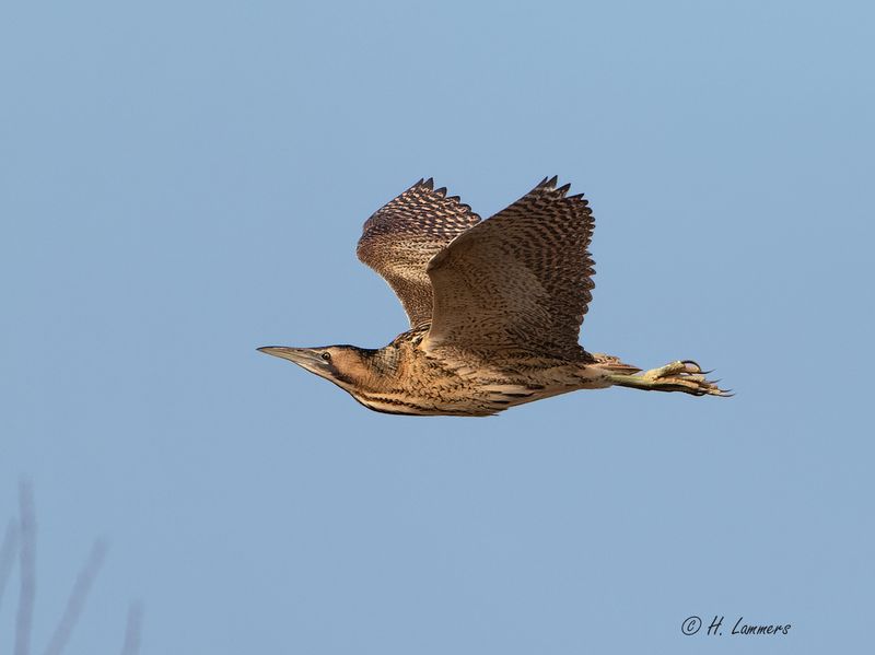 Eurasian bittern - Roerdomp - Botaurus stellaris