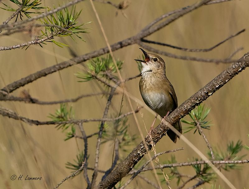 Locustella naevia - Sprinkhaanzanger - Locustella naevia