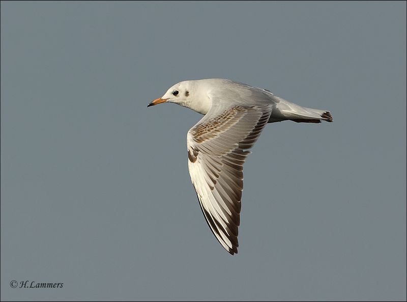 blackheaded_gull__kokmeeuw_chroicocephalus_ridibundus