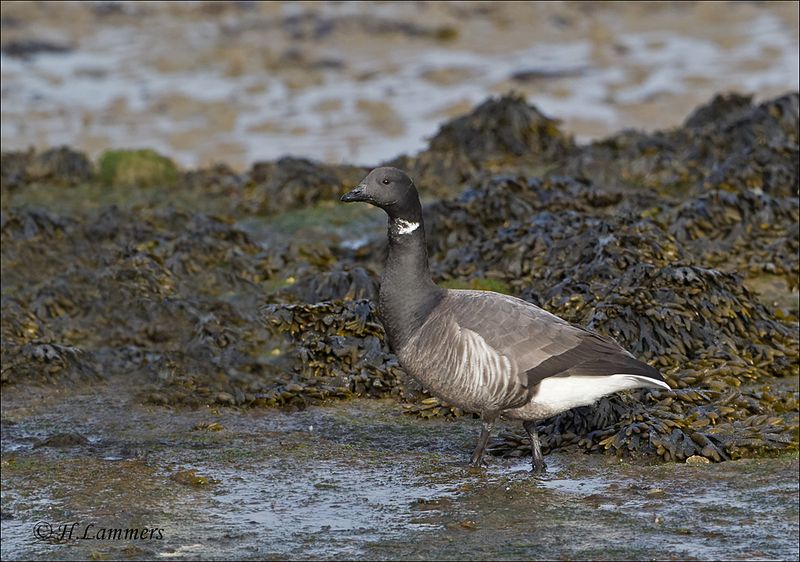 darkbellied_brant_goose___rotgans__branta_bernicla