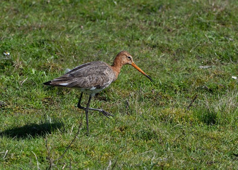 Black-tailed godwit - Grutto - Limosa limosa