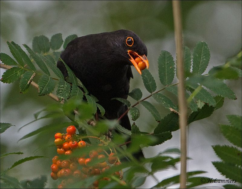 Common Blackbird - Merel - Turdus merula