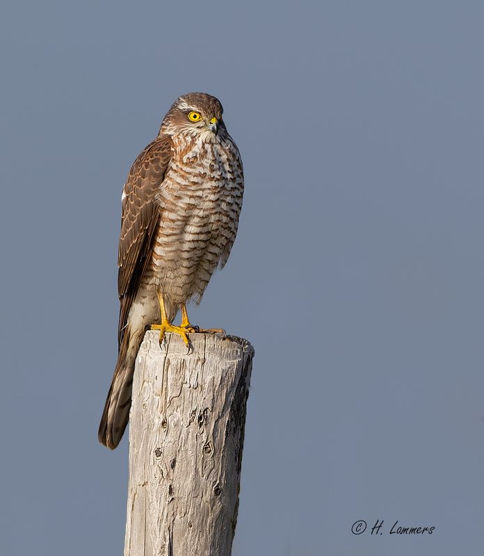 Eurasian sparrowhaw - Sperwer - Accipiter nisus