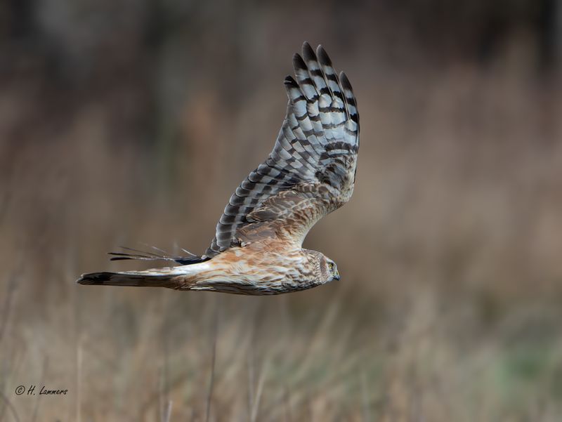 Hen Harrier - Blauwe Kiekendief -Circus cyaneus