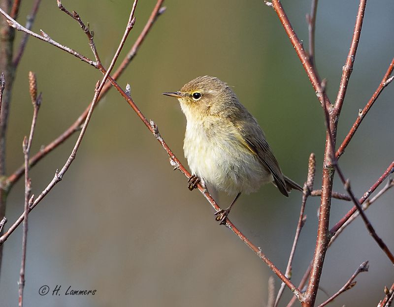 Common Chiffchaff - Tjiftjaf  - Phylloscopus collybita