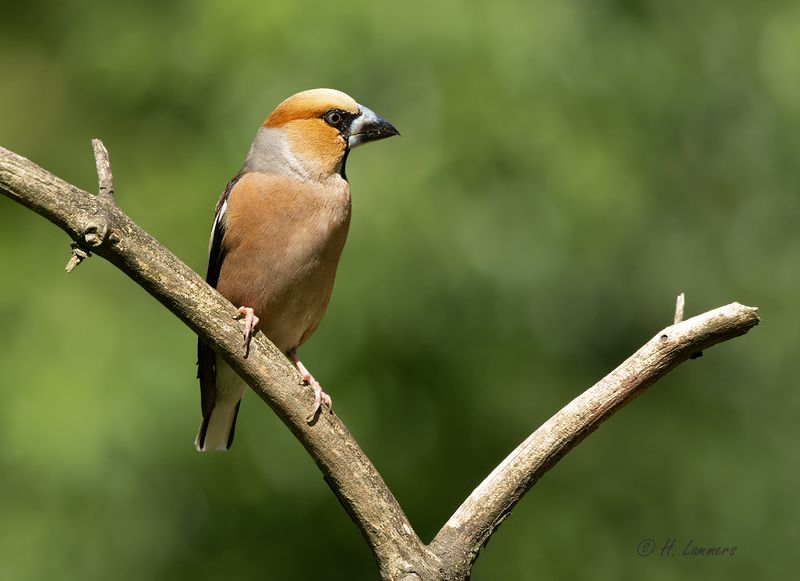 Hawfinch -  Appelvink - coccothraustes coccothraustes