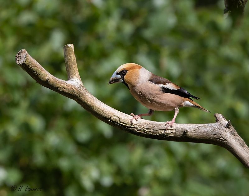 Hawfinch -  Appelvink - coccothraustes coccothraustes