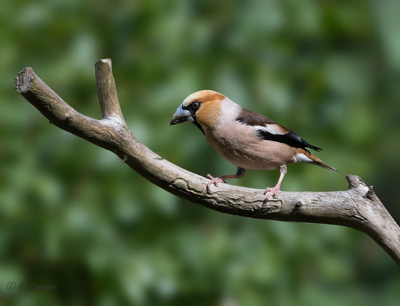 hawfinch___appelvink__coccothraustes_coccothraustes