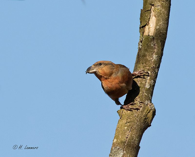 Red crossbill - Kruisbek - Loxia curvirostra 