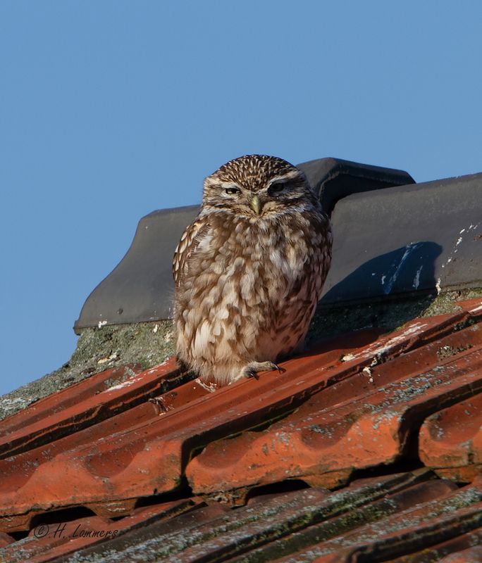Little Owl - Steenuil - Athene noctua