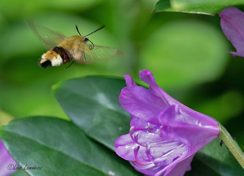 Broad-bordered Bee Hawk-moth - Glasvleugelpijlstaart - Hemaris fuciformis