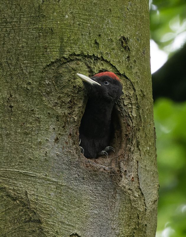 black_woodpecker__zwarte_specht__dryocopus_martius
