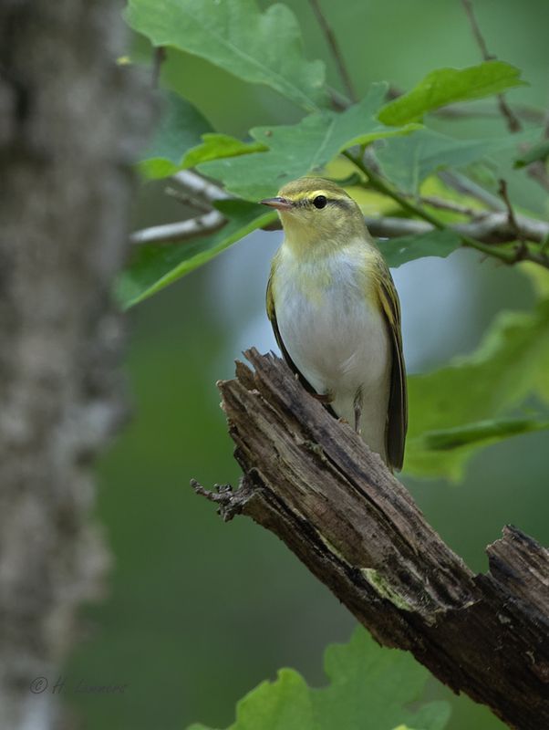 Wood warbler - Fluiter