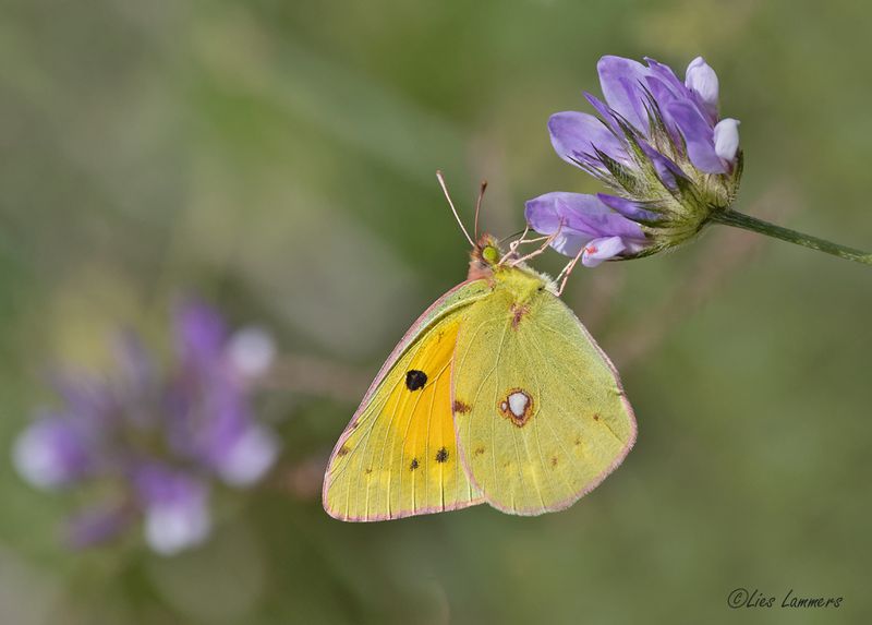 Clouded Yellow - Oranje luzernevlinder - Colias crocea