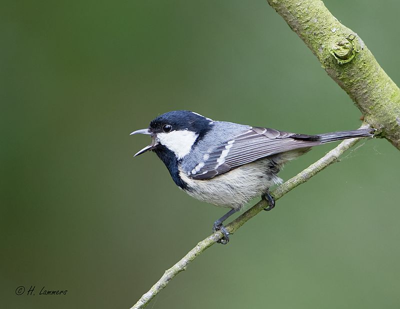 coal_tit__zwarte_mees___periparus_ater__