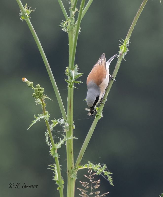 _redbacked_shrike____grauwe_klauwier__lanius_collurio