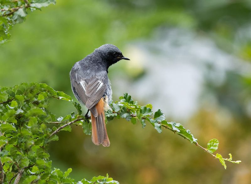 Black redstart - Zwarte Roodstaart -  Phoenicurus ochruros