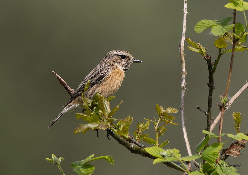 european_stonechat