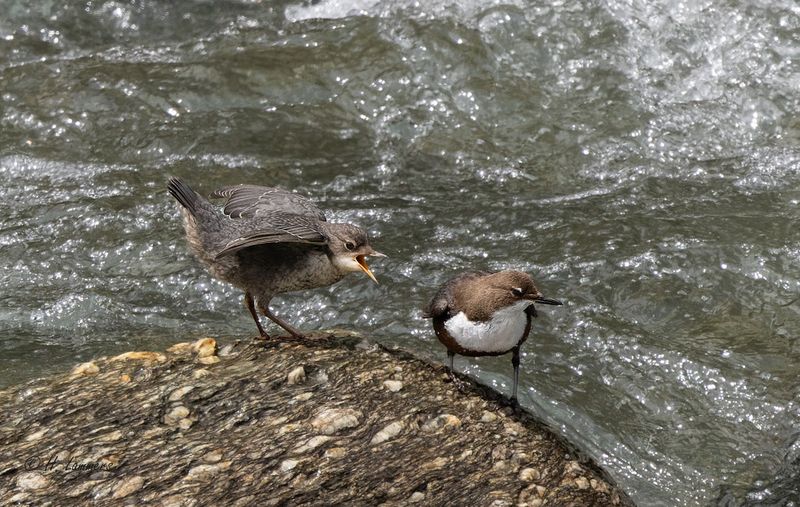 Red-bellied Dipper - Roodbuikwaterspreeuw - Cinclus cinclus aquaticus