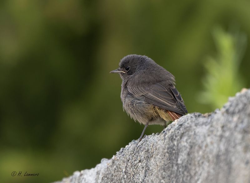 Black redstart (Juv.)- Zwarte roodstaart - Phoenicurus ochruros