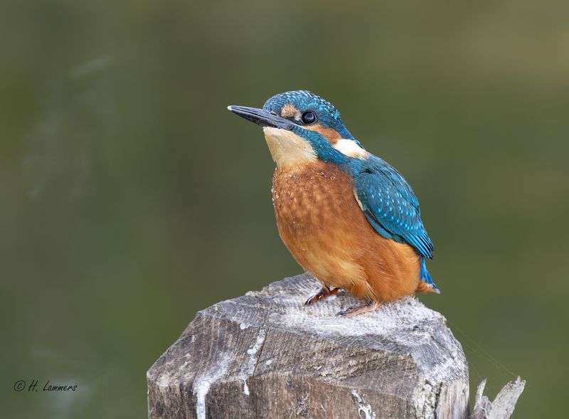 Common kingfisher - Ijsvogel - Alcedo atthis