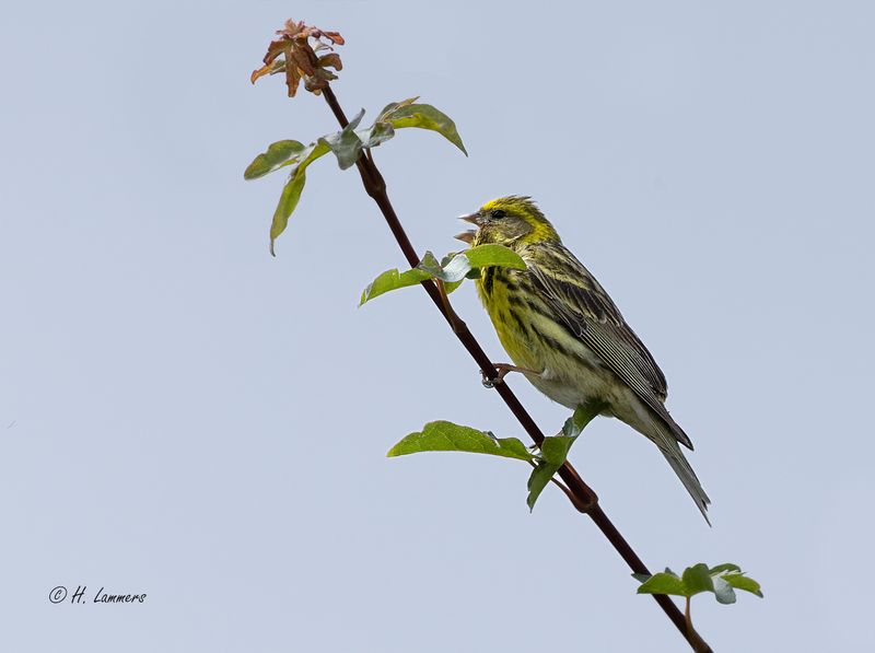European serin - Europese Kanarie - Serinus serinus