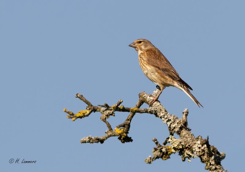 Kneu- Common linnet - Linaria cannabina