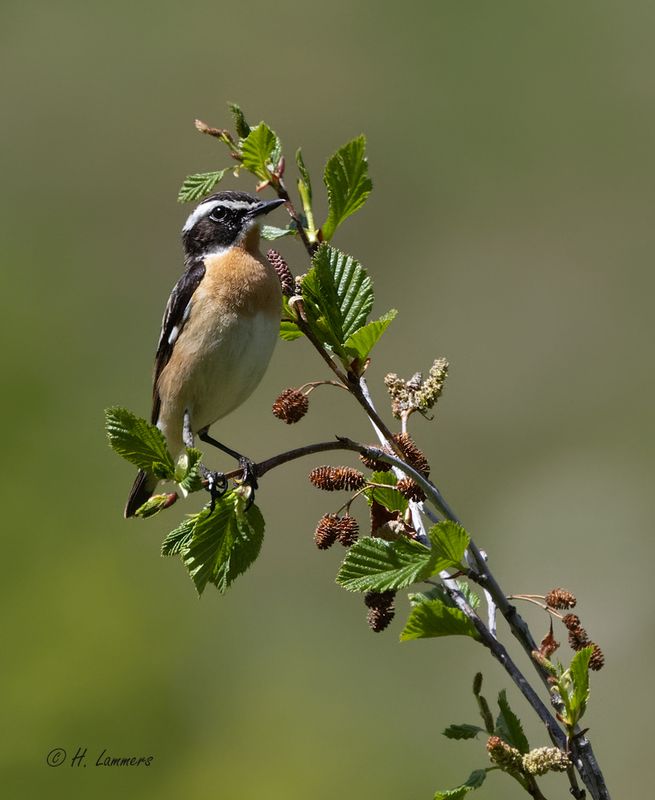 Whinchat - Paapje - Saxicola rubetra