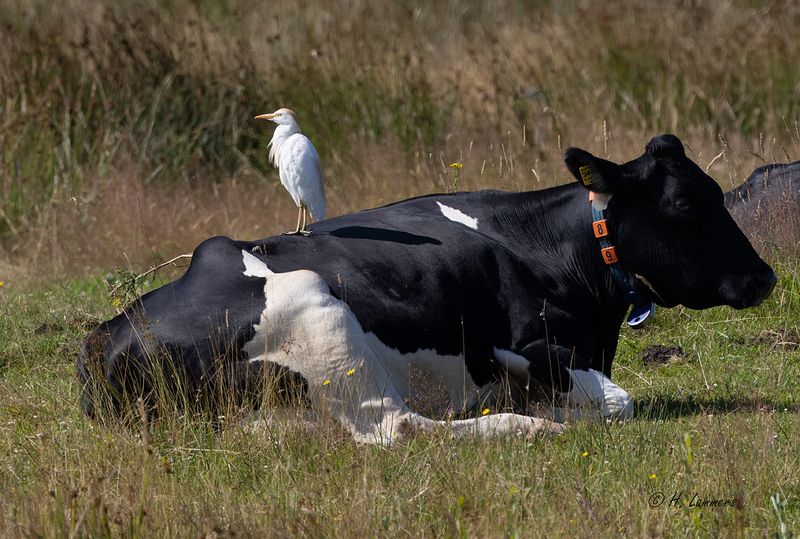 western_cattle_egret