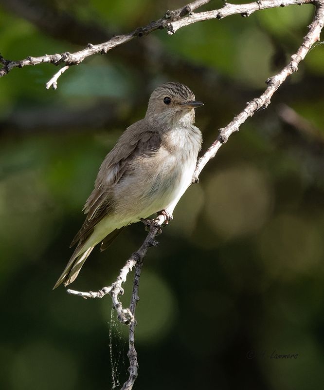 Spotted flycatcher - -Grauwe Vliegenvanger - Muscicapa striata