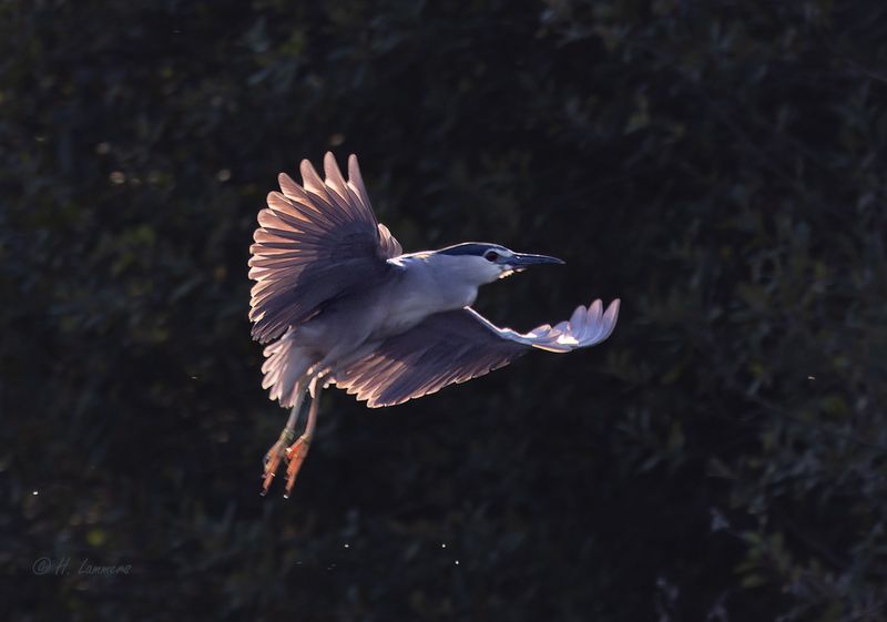 blackcrowned_night_heron