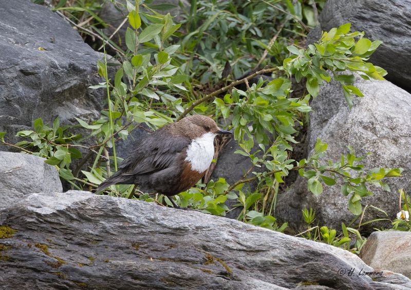 Red-bellied Dipper - Roodbuikwaterspreeuw - Cinclus cinclus aquaticus