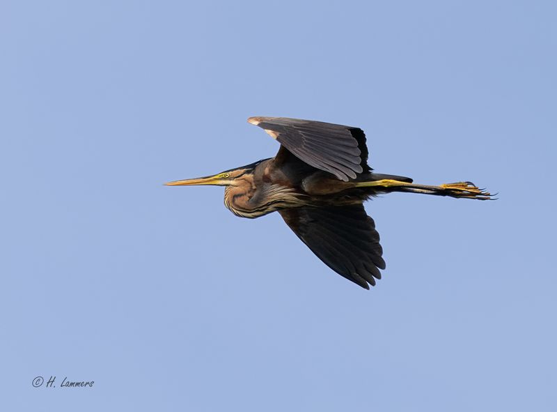 purple_heron