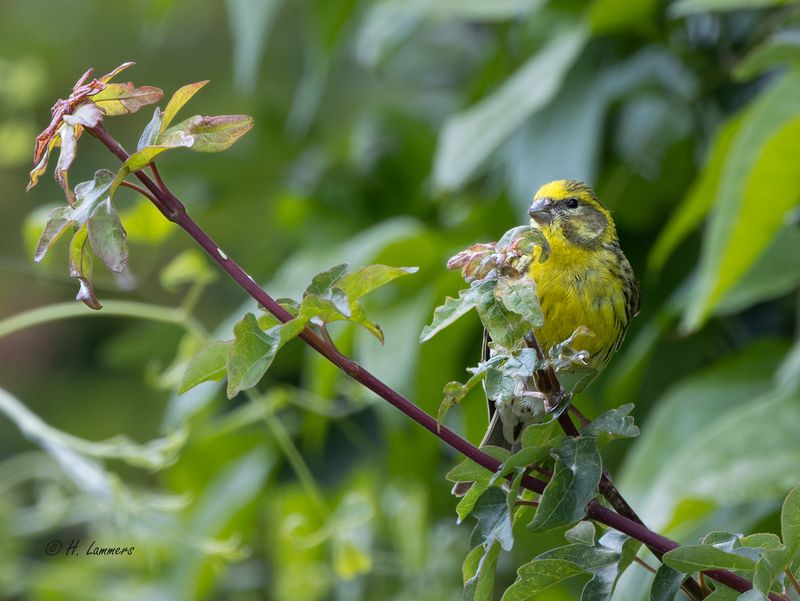 European serin - Europese Kanarie - Serinus serinus