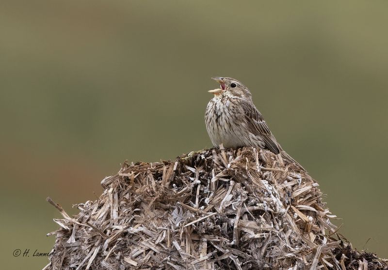 Corn bunting - Grauwe Gors - Emberiza calandra