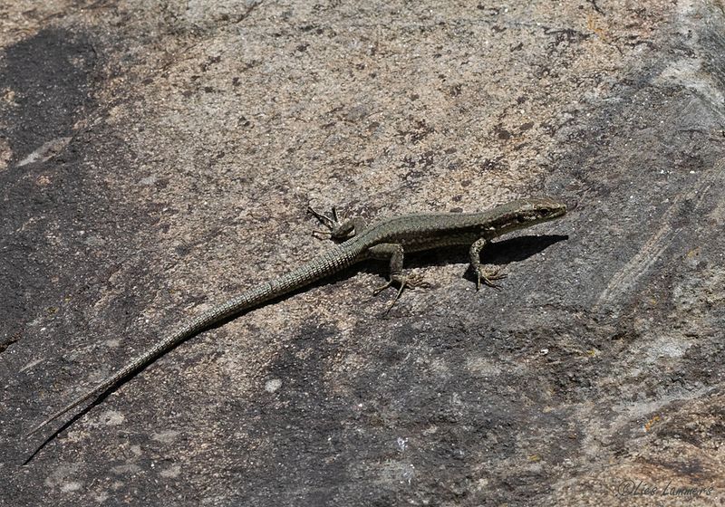 Common Wall Lizard - Muurhagedis - Podarcis muralis