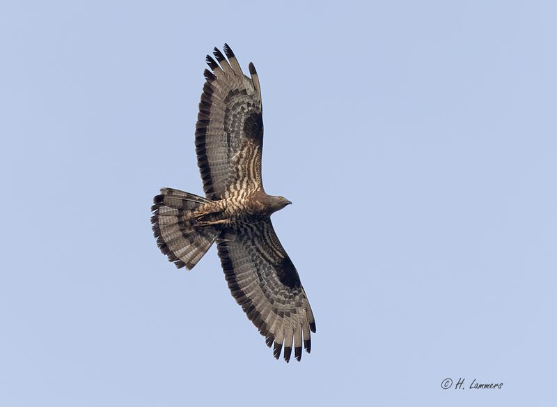 European honey buzzard - Wespendief - Pernis apivorus