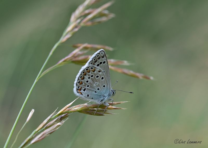 Escher's Blue - Groot tragantblauwtje - Polyommatus escheri