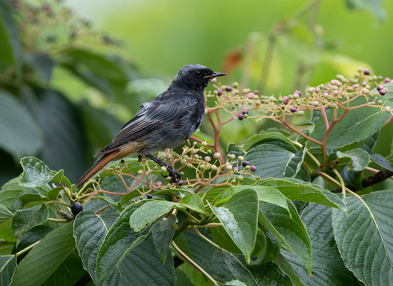 black_redstart__zwarte_roodstaart__phoenicurus_ochruros_