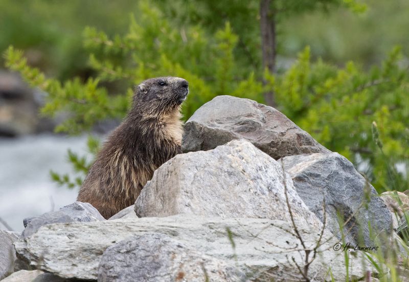 Alpine marmot - Alpenmarmot - marmota marmota
