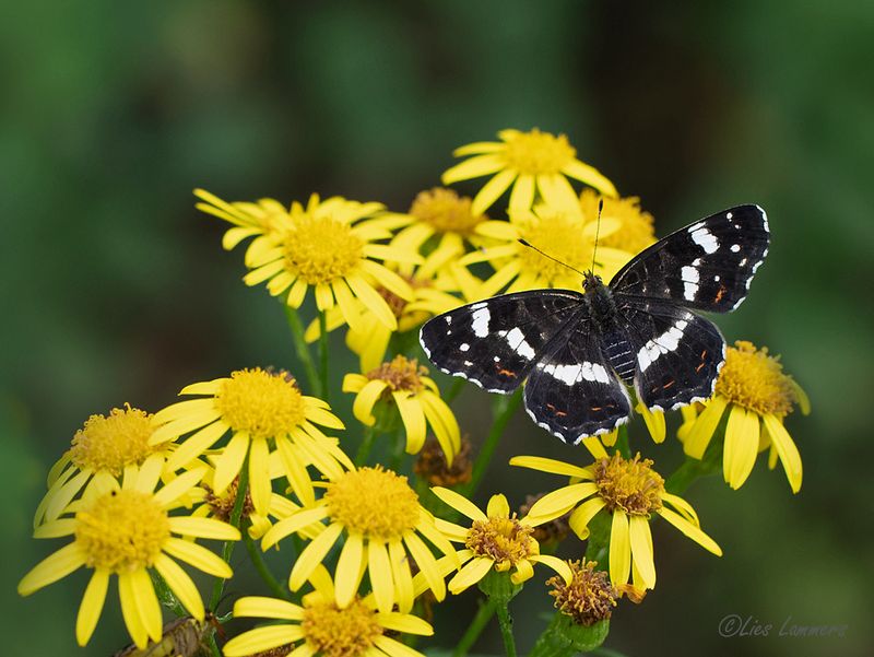 Map Butterfly - Landkaartje -Araschnia levana