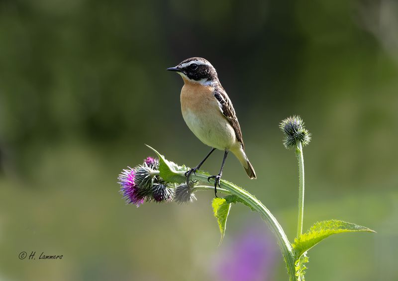 Whinchat - Paapje - Saxicola rubetra