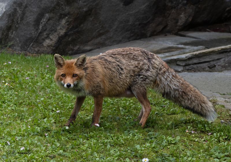 Red fox - Vos - vulpes vulpes