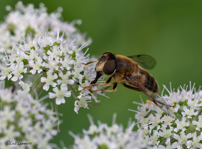 Tapered Drone Fly - Kegelbijvlieg - Eristalis pertinax