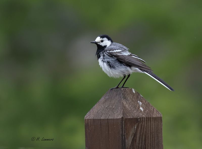 White wagtail - Witte Kwikstaart - Motacilla alba