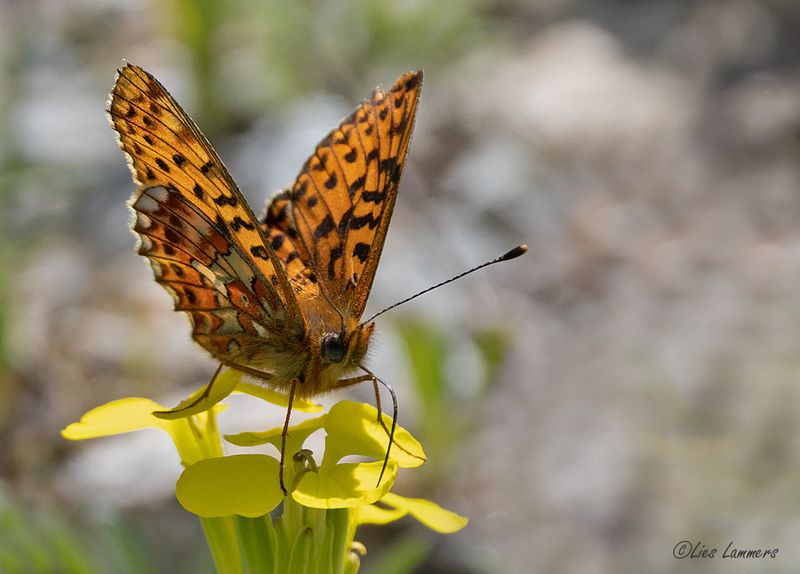 Pearl-bordered Fritillary - Zilvervlek - Boloria euphrosyne