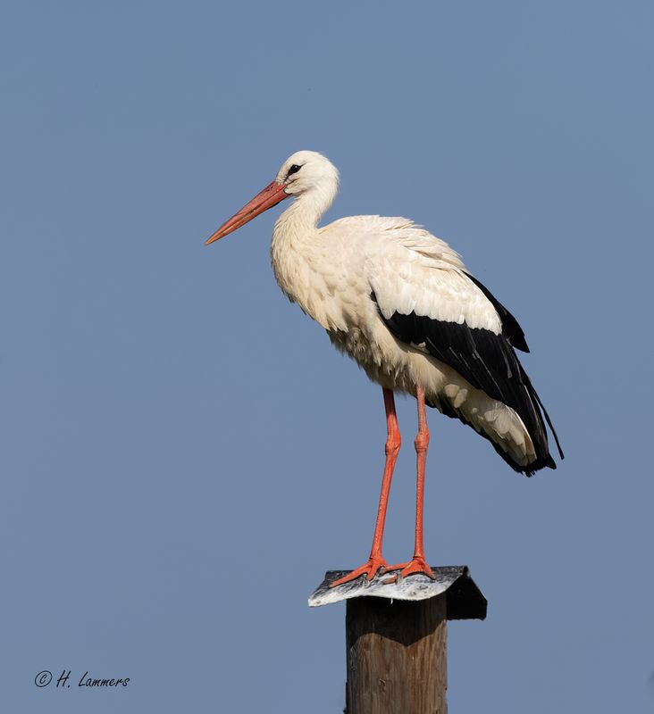 White stork - Ooievaar - Ciconia ciconia