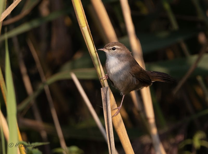Cetti's warbler - Cetti's zanger - Cettia cetti