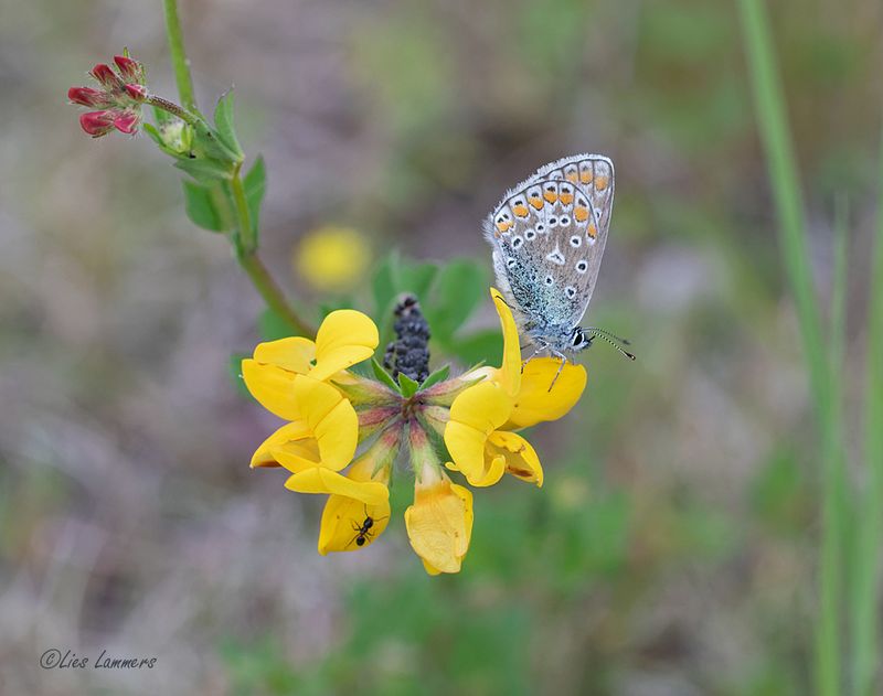 Common Blue - Icarusblauwtje - Polyommatus icarus