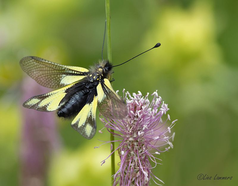 Owly Sulphur - Vlinderhaft - Libelloides coccajus